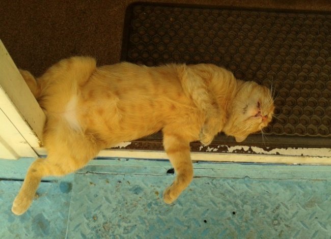 Cats-that-know-how-to-choose-proper-sleep-position-18