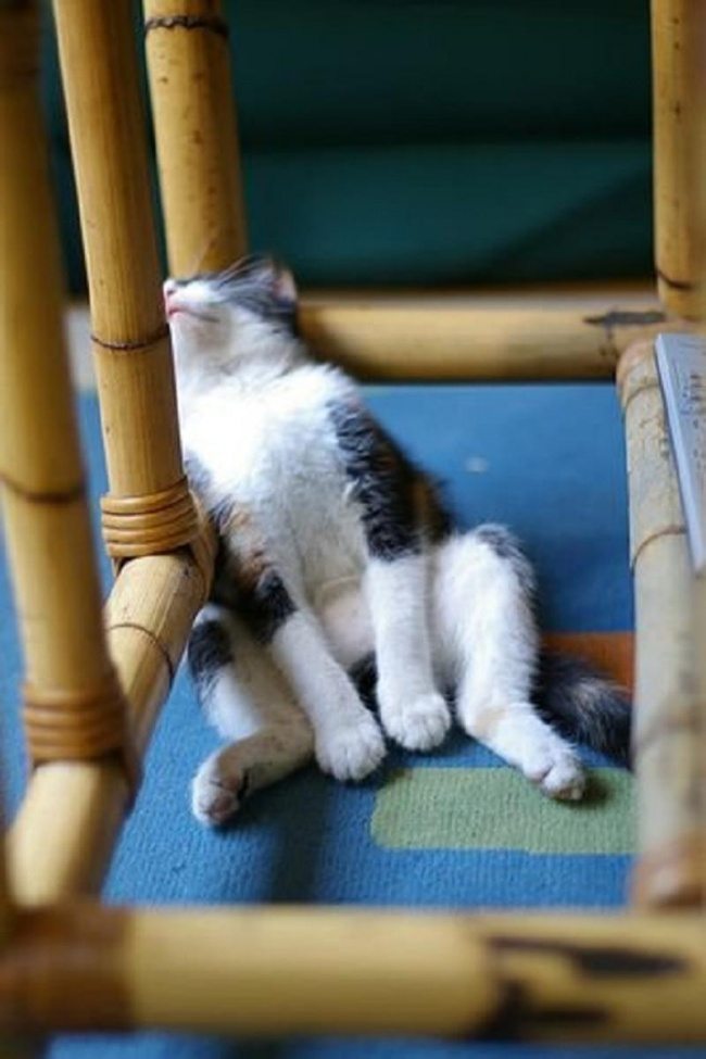 Cats-that-know-how-to-choose-proper-sleep-position-2