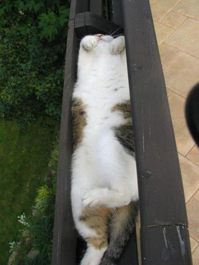 Cats-that-know-how-to-choose-proper-sleep-position-20
