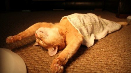 Cats-that-know-how-to-choose-proper-sleep-position-23
