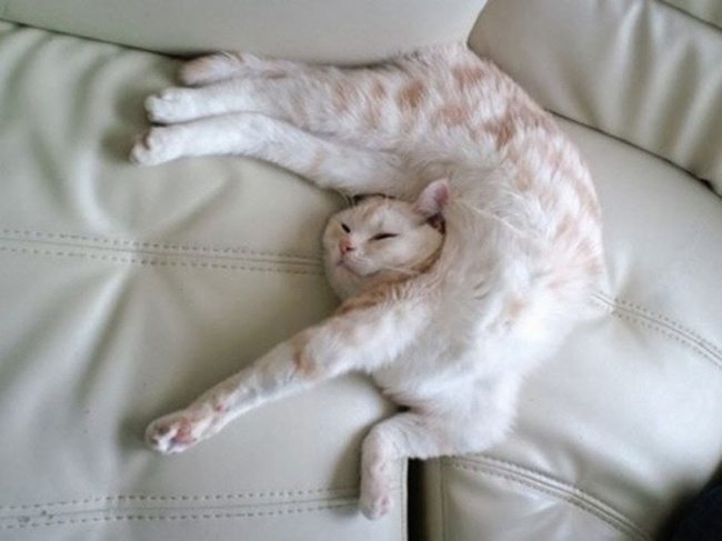Cats-that-know-how-to-choose-proper-sleep-position-27