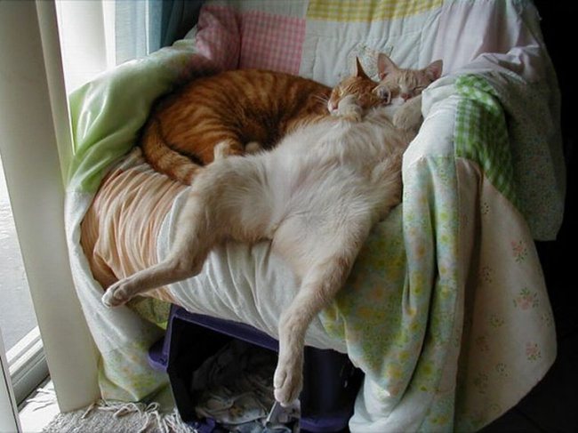Cats-that-know-how-to-choose-proper-sleep-position-29