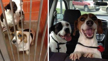 Stray-dogs-who-started-to-love-life-1