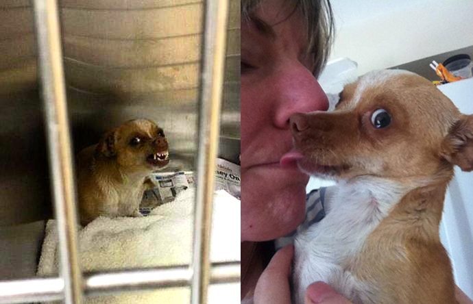 Stray-dogs-who-started-to-love-life-5