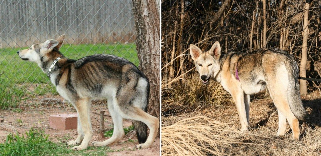 Stray-dogs-who-started-to-love-life-6