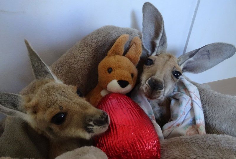 baby-kangaroos-have-no-chance-to-survive-unless-they-meet-this-guy-13
