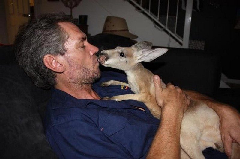 baby-kangaroos-have-no-chance-to-survive-unless-they-meet-this-guy-15