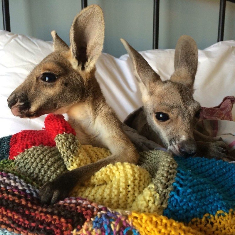 baby-kangaroos-have-no-chance-to-survive-unless-they-meet-this-guy-16