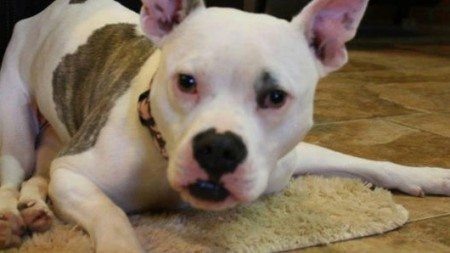 dog-with-disabilities-meets-his-owner-at-the-door-of-the-house