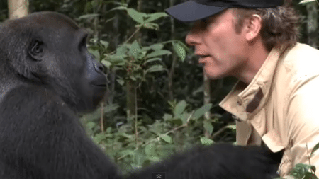 man-meets-the-gorilla-that-he-raised-as-his-own-child