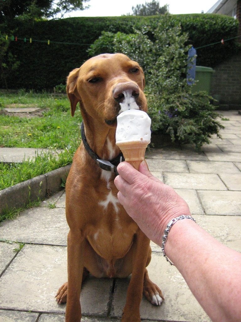Ice-cream-is-a-dogs-weakness-18