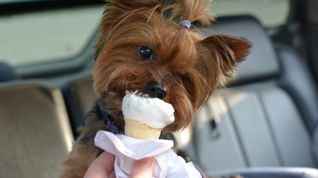 Ice-cream-is-a-dogs-weakness-22