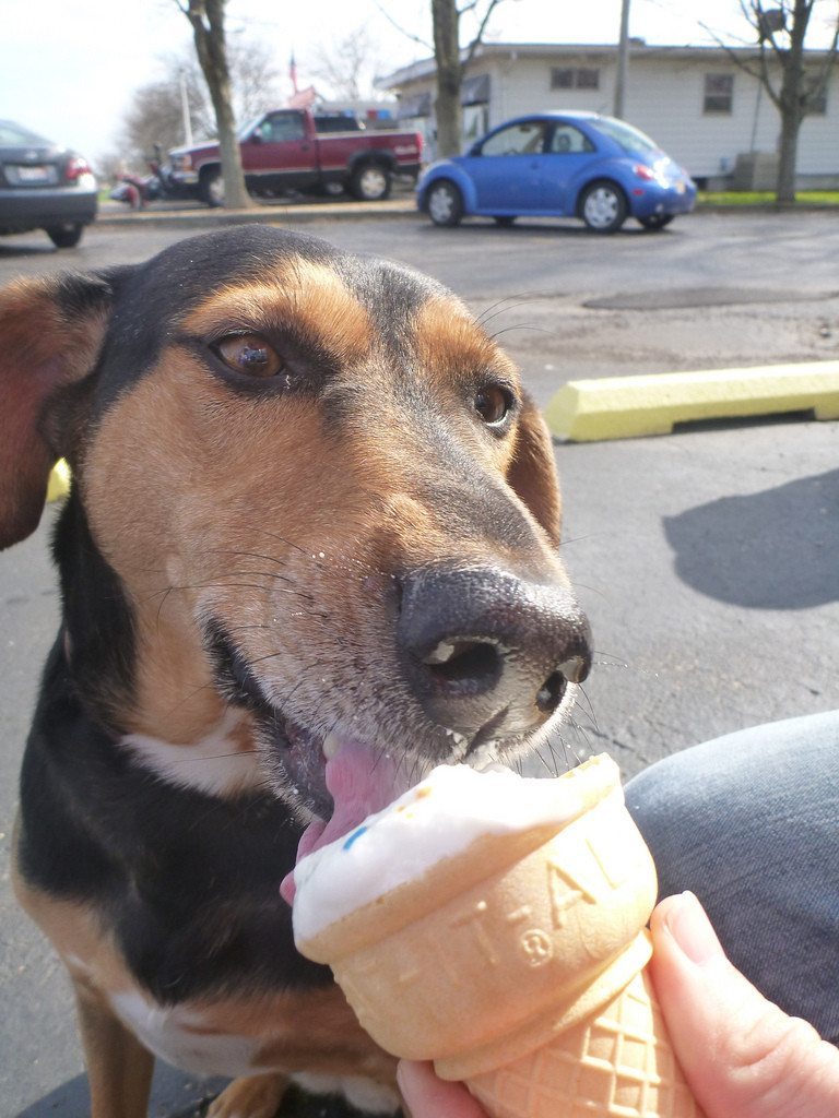Ice-cream-is-a-dogs-weakness-23