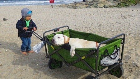 Terminally-ill-dog-and-his-owner-travel-together-5