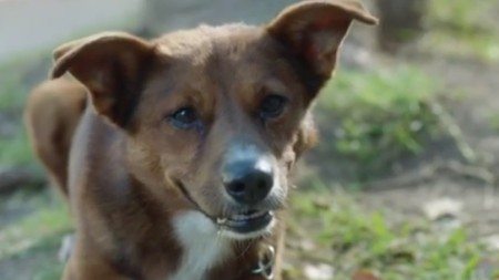 faithful-dog-waited-for-his-owner-at-the-door-of-the-hospital