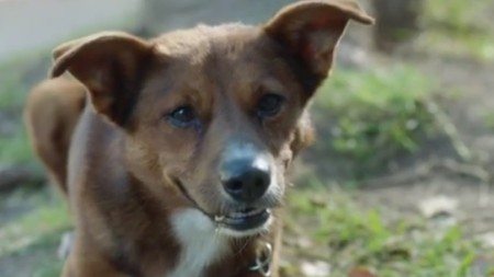 faithful-dog-waited-for-his-owner-at-the-door-of-the-hospital