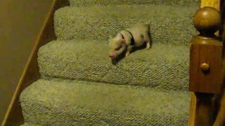 funny-mini-pig-is-walking-downstairs-first-time-in-its-life