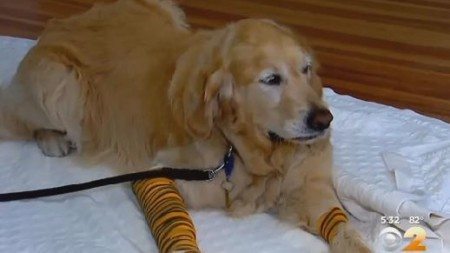 dog-jumps-in-front-of-the-school-bus-to-save-the-life-of-its-blind-owner