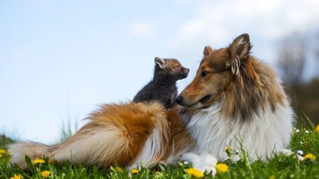 Dog-becomes-a-foster-mother-for-orphaned-fox-14