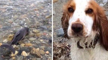 Dog-finds-a-baby-dolphin-on-the-beach