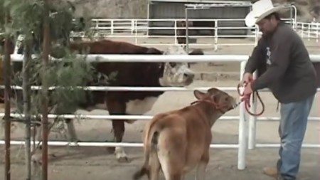 Emotional-reunion-of-mother-cow-and-her-calf