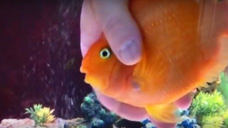 Fish-looks-forward-to-its-owner-coming-home