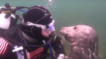 Atlantic-seal-proved-to-the-world-that-not-only-pets-but-also-wild-animals-love-affection