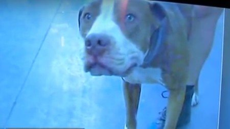 Dog-survived-65-days-in-the-desert-to-be-reunited-with-its-owner