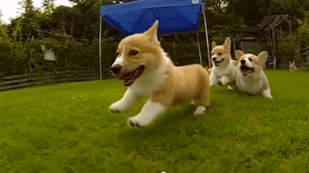 Slow-motion-video-of-cute-corgi-puppies