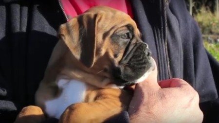 Firefighter-rescued-a-puppy-from-a-garbage-can