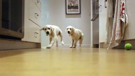 9-month-owner-puppies-taking-video-run-eat-look-came