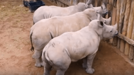 look-funny-baby-rhinos-behave-asking-additional-portion-milk