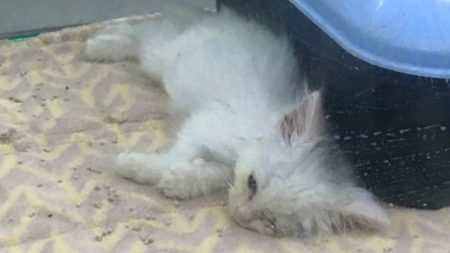 kitten-condemned-death-woman-gave-chance-new-life-1