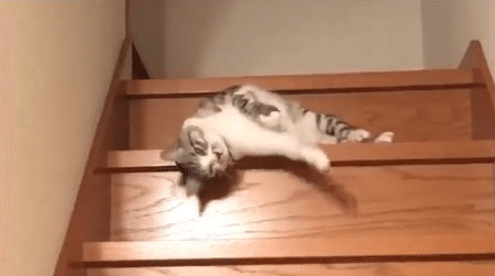 look-laziest-cat-world-going-stairs