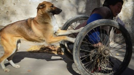 every-morning-dog-pushes-wheelchair-disabled-owner-market-story-canine-devotion-3