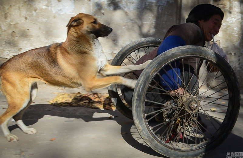 every-morning-dog-pushes-wheelchair-disabled-owner-market-story-canine-devotion-3