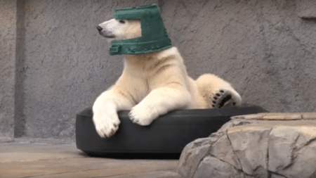 polar-bear-uses-bowl-hat-will-melt-heart