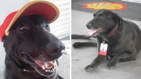 dog-abandoned-gas-station-found-new-home-loving-owners-even-job-1