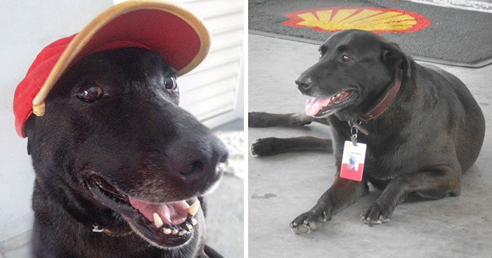 dog-abandoned-gas-station-found-new-home-loving-owners-even-job-1