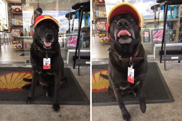 dog-abandoned-gas-station-found-new-home-loving-owners-even-job-6