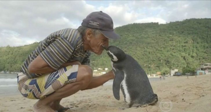 year-penguin-swims-8000-kilometers-meet-best-friend-1