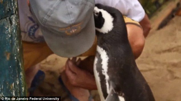 year-penguin-swims-8000-kilometers-meet-best-friend-11