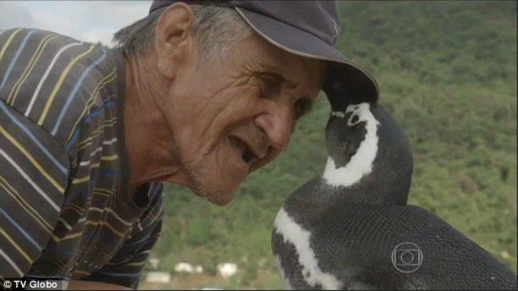 year-penguin-swims-8000-kilometers-meet-best-friend-2