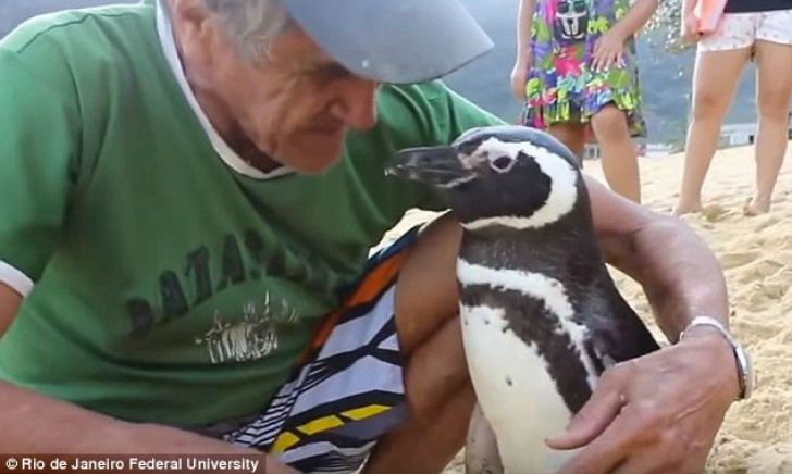 year-penguin-swims-8000-kilometers-meet-best-friend-6