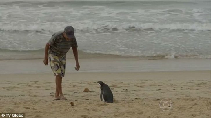 year-penguin-swims-8000-kilometers-meet-best-friend-7
